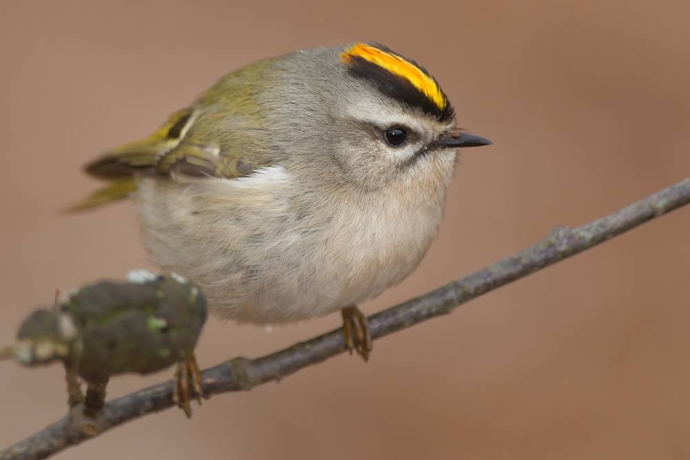 Golden-crowned Kinglet